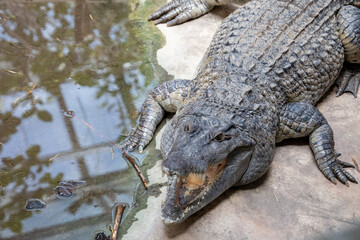 crocodile in the zoo