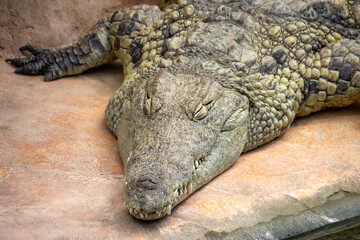 crocodile in the zoo