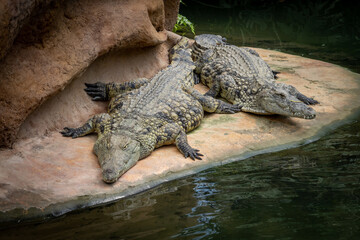 crocodile in the zoo