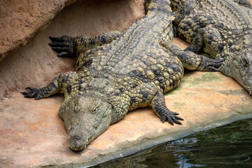 crocodile in the zoo