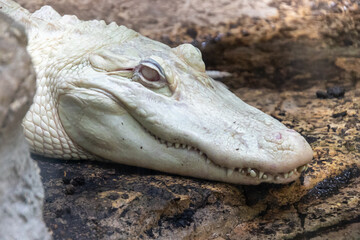 portrait of an Albino Mississippi Alligator
