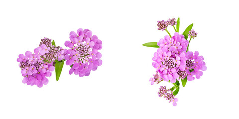 set of isolated elements for floral design. purple beautiful flowers of iberia on white background