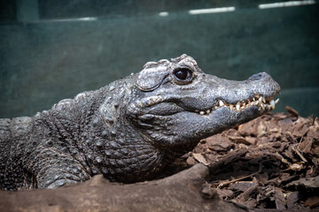 portrait of an African Dwarf Crocodile