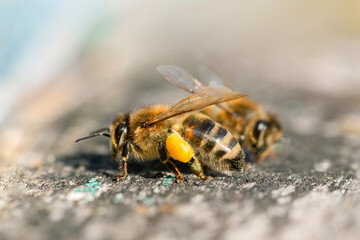 Honey bee (apis mellifera) with collected pollen on hind legs close up.