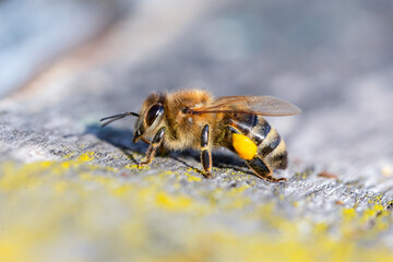 Honey bee (apis mellifera) with collected pollen on hind legs close up.