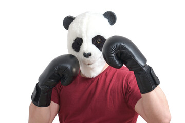 Man wearing a panda mask head and boxing gloves doing boxing stance, isolated.