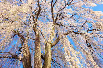 cherry blossom in spring