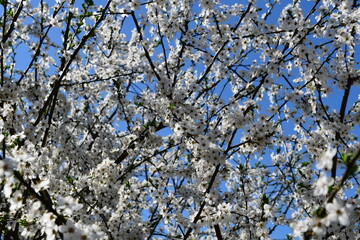 Blooming plum tree on a sunny day with blue clouds. Plum tree blossom. Fruit tree flower. Akcat, Kocaeli Turkey