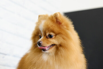 Portrait of a satisfied Pomeranian Pomeranian after a close-up haircut according to the breed standard