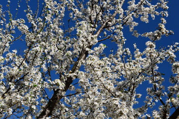 Blooming plum tree on a sunny day with blue clouds. Plum tree blossom. Fruit tree flower. Akcat, Kocaeli Turkey