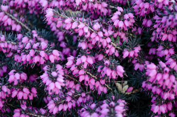 Close up flowering Calluna vulgaris Selective focus of the purple flowers on the field, Nature floral background.