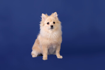 pomeranian after grooming on a blue background