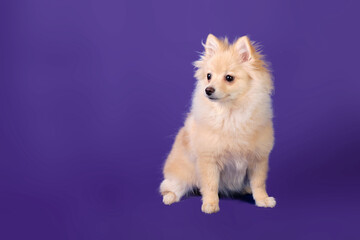 A young pomeranian after grooming on a blue background demonstrates a haircut