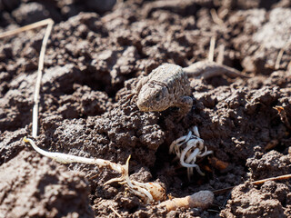 The lizard crawled out of the ground in early spring.