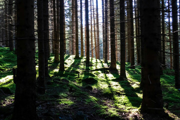 Obraz premium Sun rays shining through a forest in the Seckau Alps ins Styria, Austria, Europe. Beams of light pierce a dark, imposing woodland. Morning sunrise light in European alps pine forest. Moss overgrown