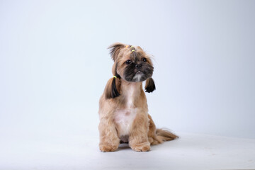 Thoroughbred Shih Tzu with a new haircut on a light background