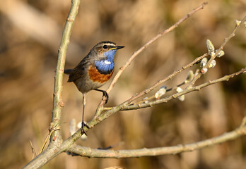 Bluethroat bird close up ( Luscinia svecica )