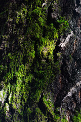 moss on the tree bark