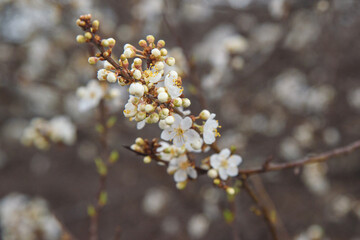 Branch of blossoming cherry plum in spring