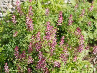 Fumeterre officinale ou fumaria officinalis, plante herbacée sauvage et envahissante aux fleurs dressées rose à violette sur tiges au feuillage linéaire, pennatiséqué et découpé