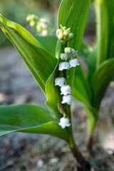 Lily of the valley flowers, waiting for May 1st/Fleurs de muguet, en attendant le 1er mai