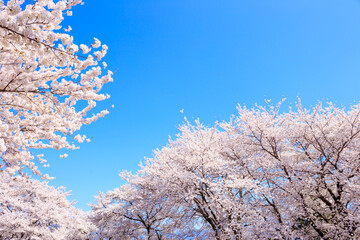 cherry blossom in spring