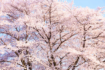 cherry blossom in spring