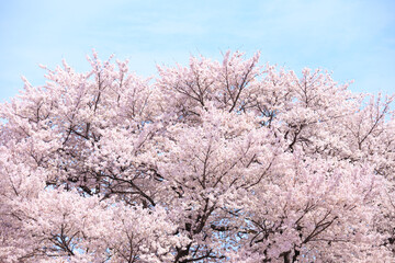 cherry blossom in spring
