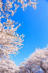 cherry blossom in spring