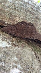 big brown butterfly on tree trunk