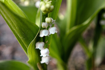 Lily of the valley flowers, waiting for May 1st/Fleurs de muguet, en attendant le 1er mai
