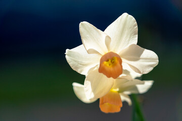 White daffodils backlit on dark green background