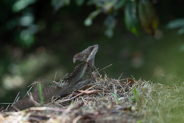 Smooth helmeted iguana sometimes also known as helmeted iguana, helmeted basilisk, elegant helmeted lizard, (Corytophanes cristatus) is a species of New World lizard in the family Corytophanidae