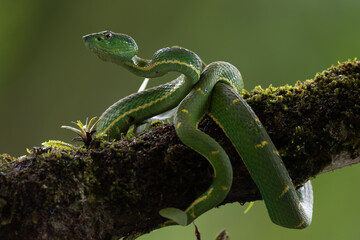 Bothriechis lateralis is a venomous pit viper species found in the mountains of Costa Rica and...