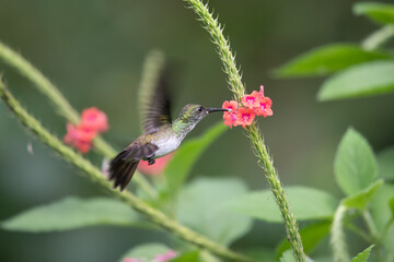 Green and blue hummingbird Sparkling Violetear flying next to beautiful yelow flower. Bird from Ecuador, tropical mountain forest. Wildlife scene from nature. Birdwatching in South America