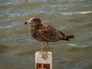 Pacific Gull Junior On Pole