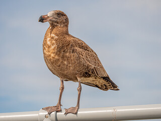 Pacific Gull Junior On Railing Side