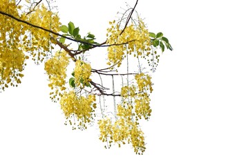 A beautiful branches of yellow golden shower tree blossom on white isolated background with copy space