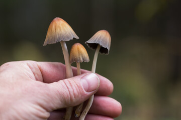 A man's hand holds mushrooms containing psilocybin. Selective focus on the mushroom cap. Defocused background.