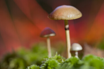 Mushrooms. containing psilocybin. grow in the forest. Selective focus on the mushroom cap. Defocused background.