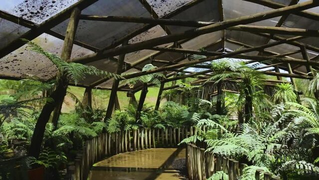 Beautiful Pteridophytes Plants Collection at Botanical Garden in Bauru