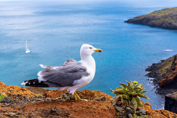mouette