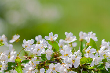 Obraz premium blossoming cherry branch in the garden with copy space. spring beautiful background