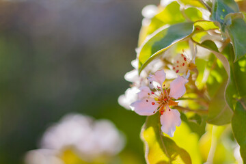 currant bush blooming with yellow flowers in the garden
