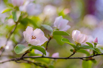 flowering spring fruit tree quince in the garden. blossom and bloom