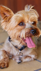 A house isnt a home without a dog. Cropped shot of a Yorkshire Terrier lying indoors during the day.