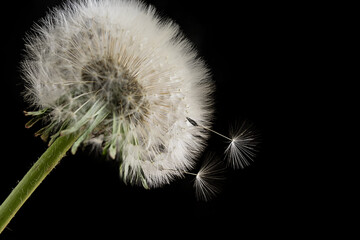 White dandelion isolated on black background.Close up