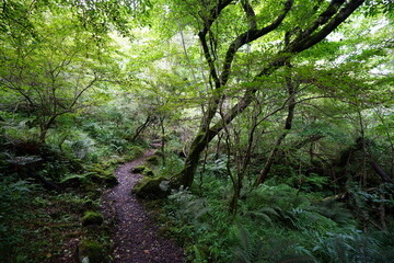 flourishing summer forest with path