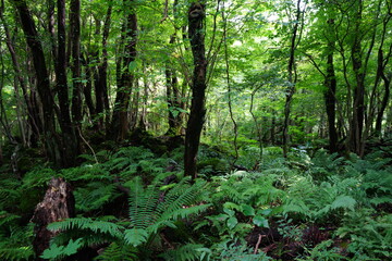 dense summer forest with green grass and trees
