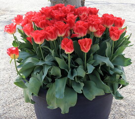 Red Tulips in a Big Pot in Amsterdam At the Tulips Festival 2022, Netherlands